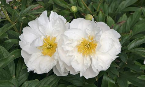 To plant, simply work soil in a well-amended location. . White peony breast nexus
